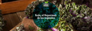 Kale, el Superman de los vegetales