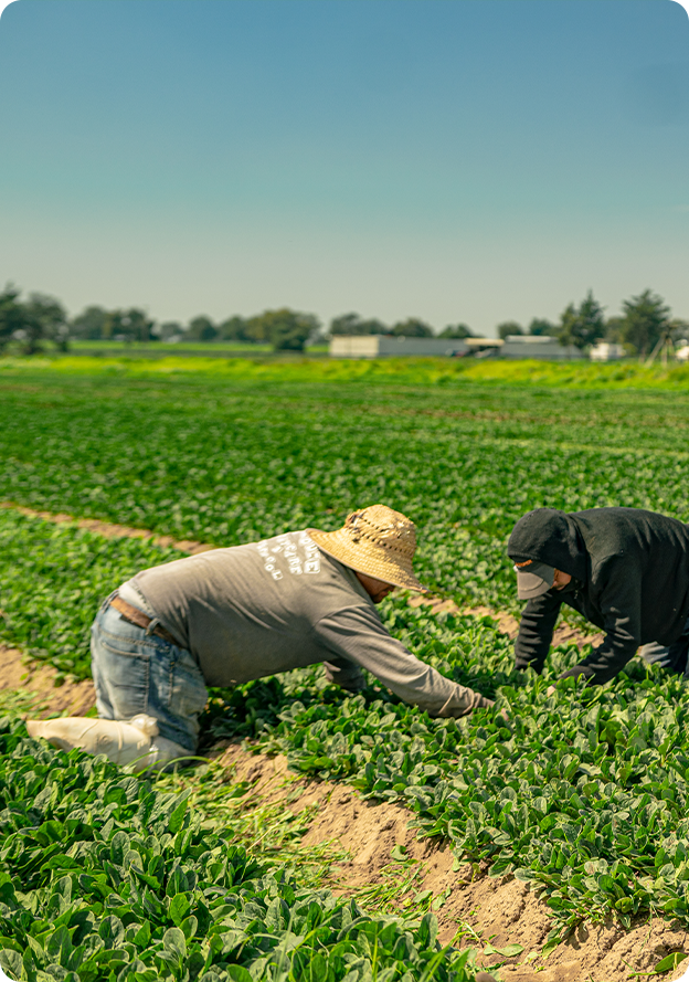 Campo Mexicano