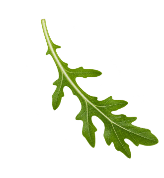 Arúgula