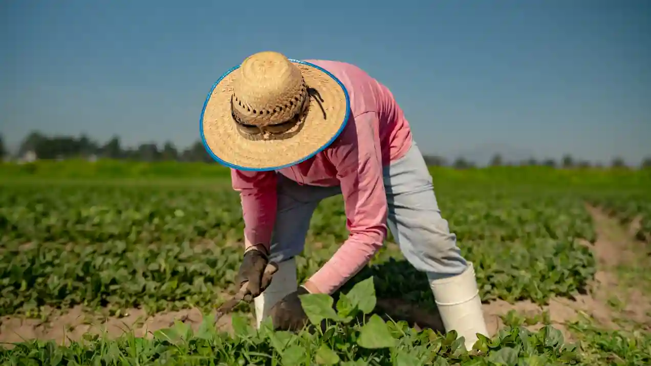 Origen en el campo