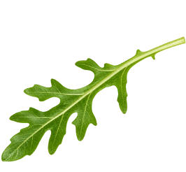Arúgula Decorativa