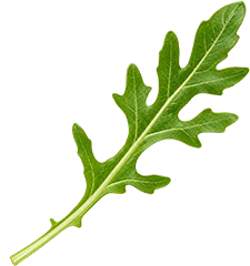 Arúgula Decorativa